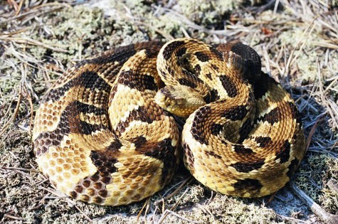 Snakes at Quabbin?