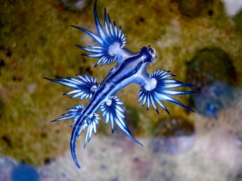 Moriartys Monsters Part Two: The Blue Sea Dragon
