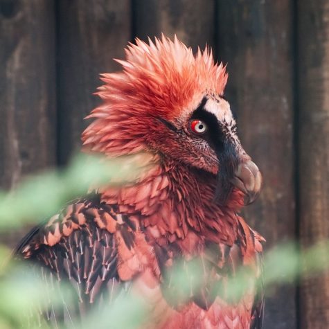 Moriartys Monsters Part One: The Red Bearded Vulture