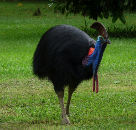 Moriartys Monsters Part 4: The Cassowary