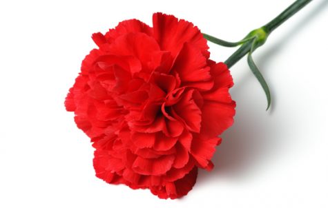 Holyoke Soccer Team Presents Red Carnations to Hampshire Girls Soccer