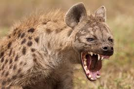 Moriartys Monsters Part 3: Spotted Hyena
