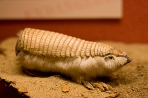 Moriartys Monsters Part 5: Pink Fairy Armadillo