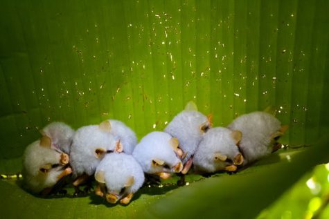 Moriartys Monsters Part 9: Honduran White Bat