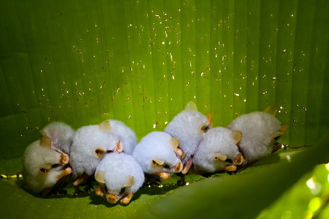 Moriartys Monsters Part 9: Honduran White Bat
