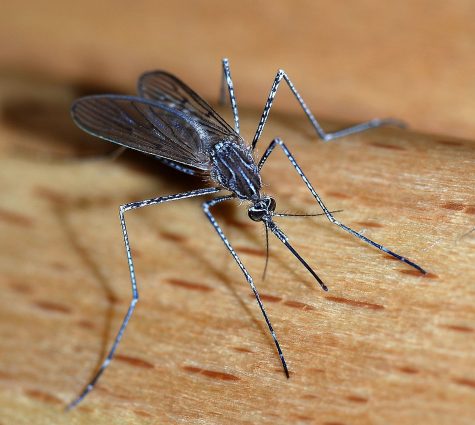“Skeeters” A Governement Phenomena For Population Control