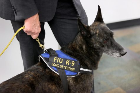 COVID-19 Sniffing Dogs May Assist in Stopping the Spread
