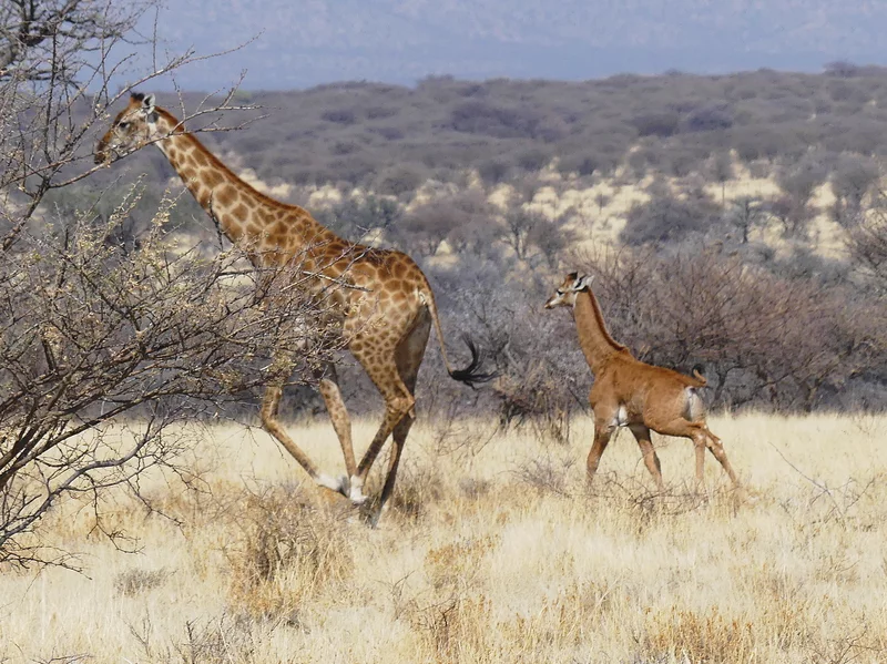 A Miracle: The Spotless Giraffe